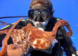 Waikiki scuba diving