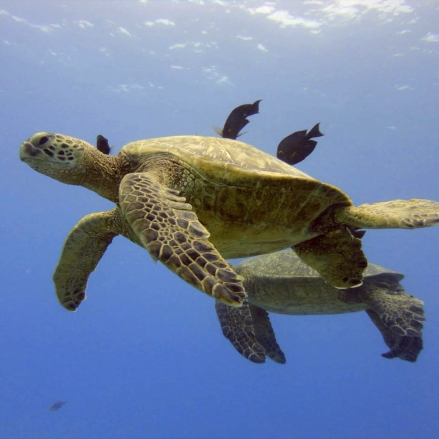 First time scuba Waikiki